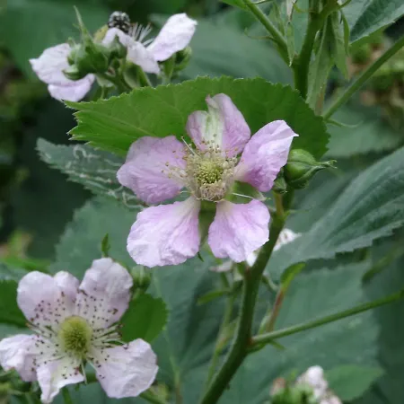Çiftlik konaklama Alba